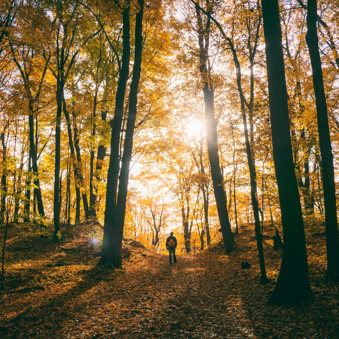 Why Does Being In Nature Make Us Happier?