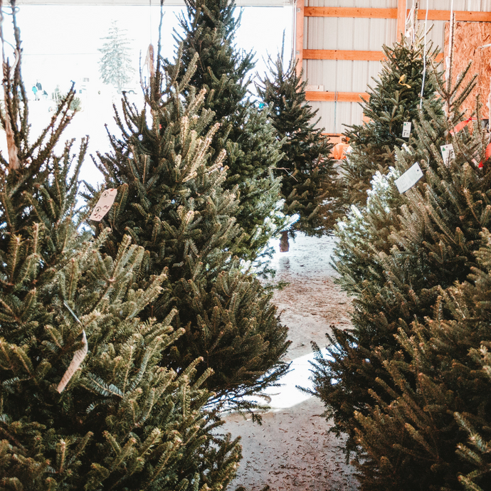 Eco-Friendly & Sustainable Christmas Tree Buying Guide