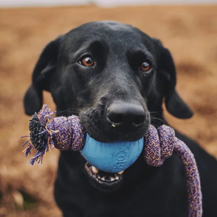 Eco-Friendly Pet Care for Animal Lovers