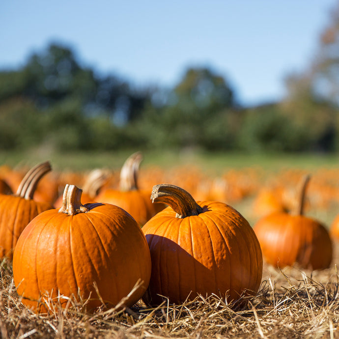How To Stop Scary Pumpkin Waste This Halloween